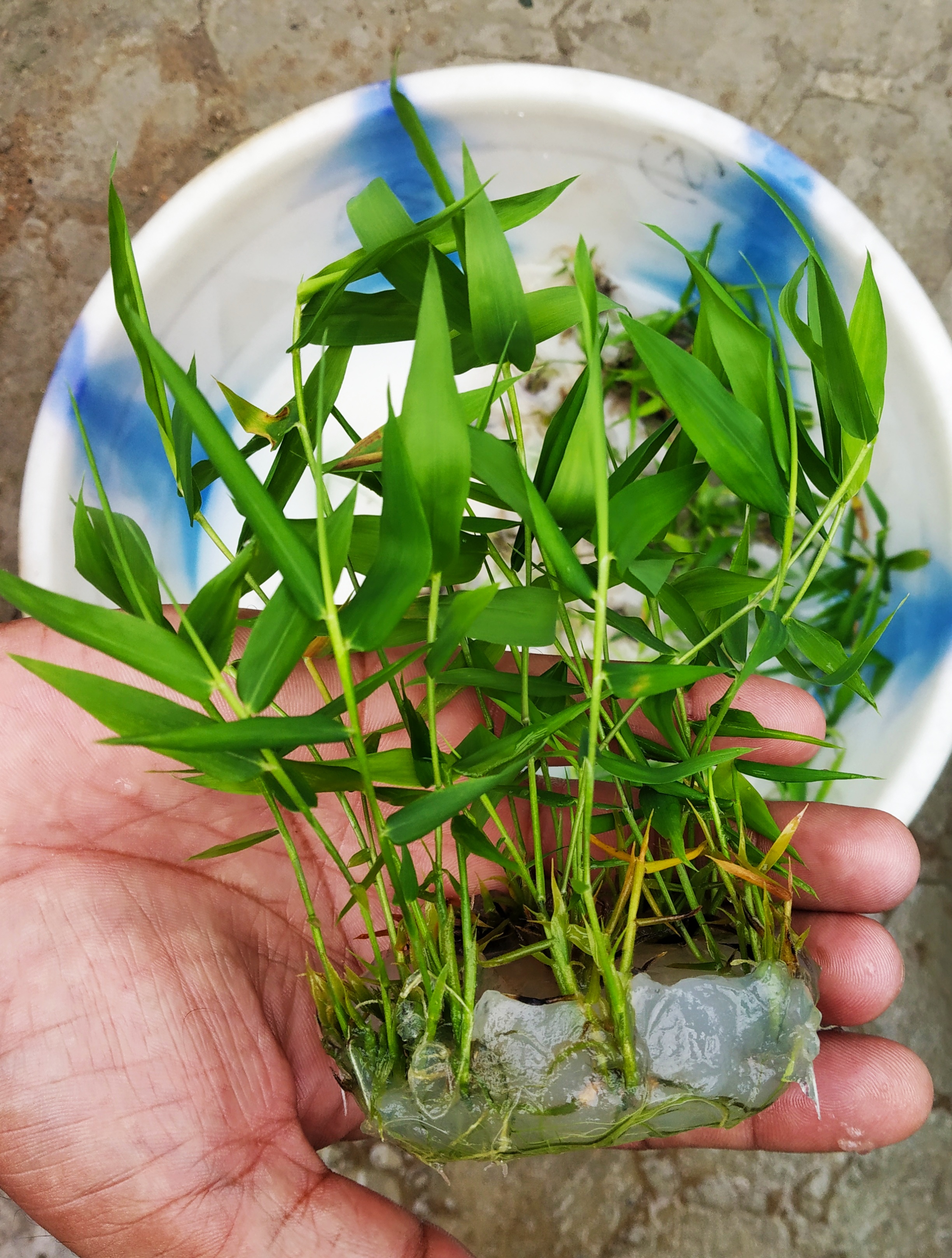 9. In vitro rooted bamboo propagule